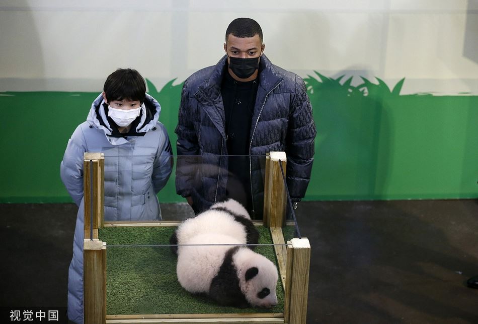 跳水奥运冠军张家齐现身法国 与姆巴佩为中国旅法熊猫幼崽命名（奥运跳水冠军张家齐多大）